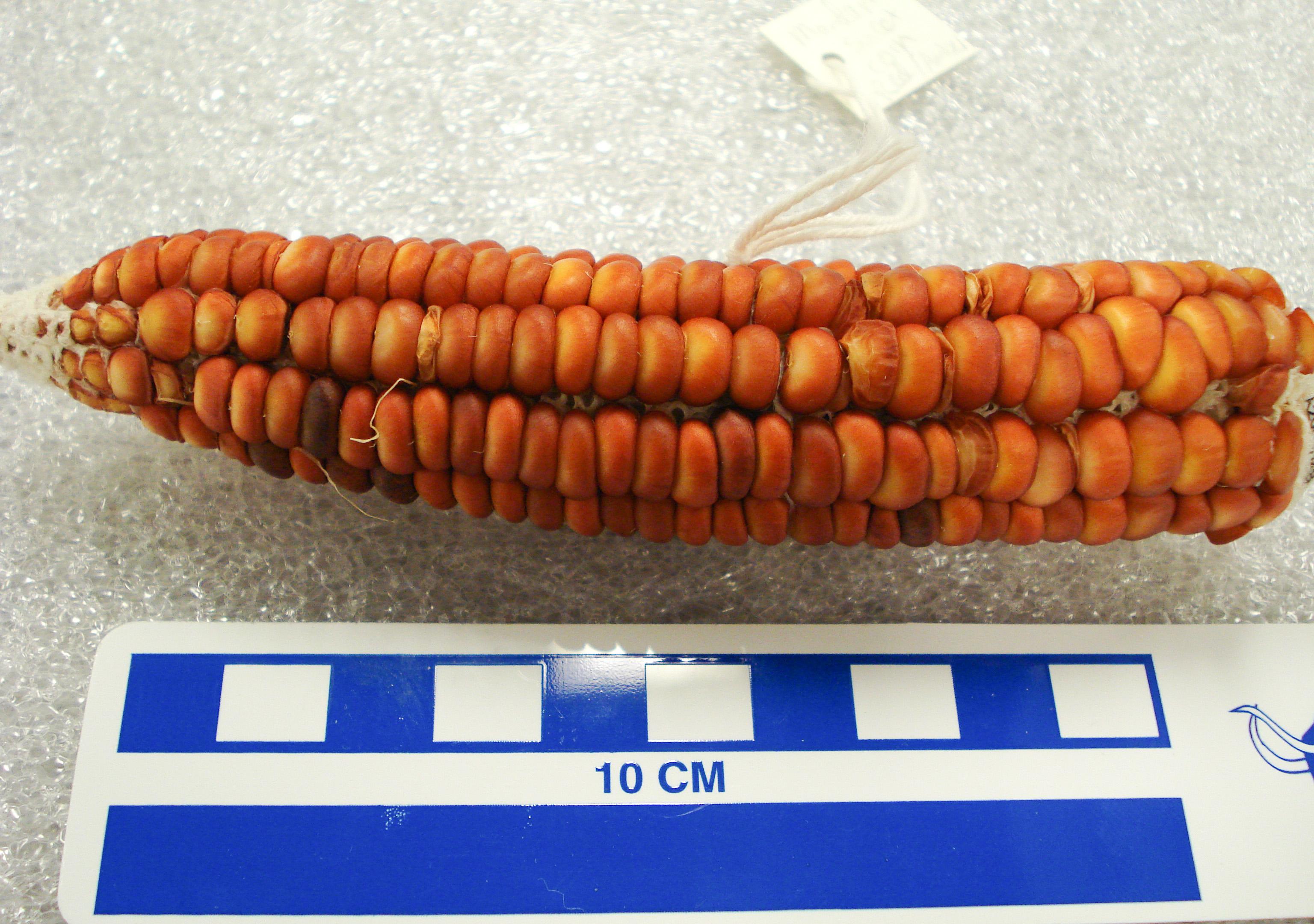 corn cob - Thumbnail 2