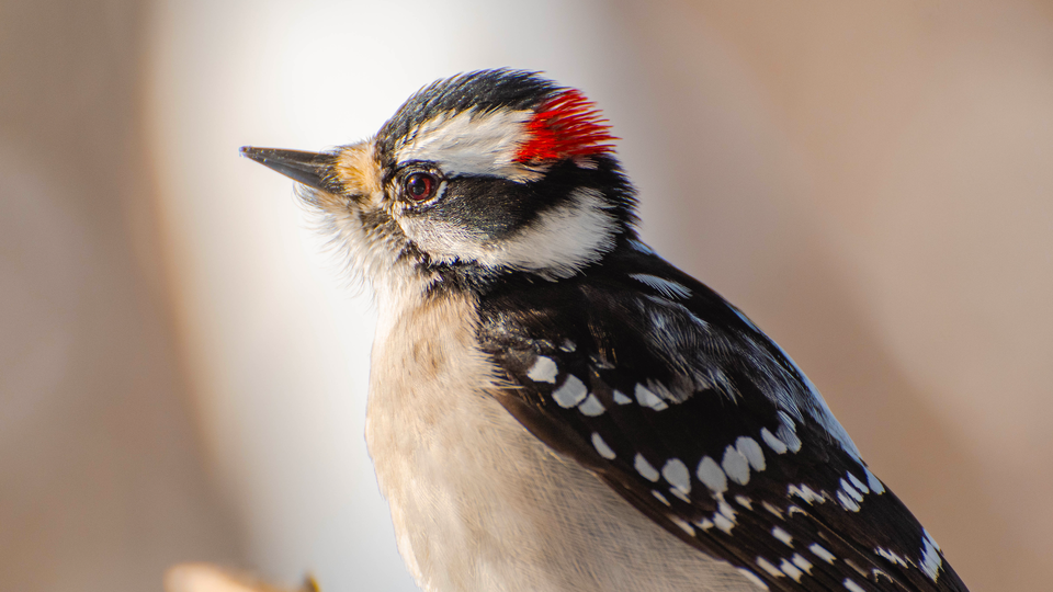 What Kind of Woodpecker Did You See?