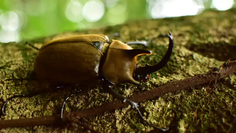 Bug Sports: Watch Insects Run, Jump, Lift Weights, and Wrestle