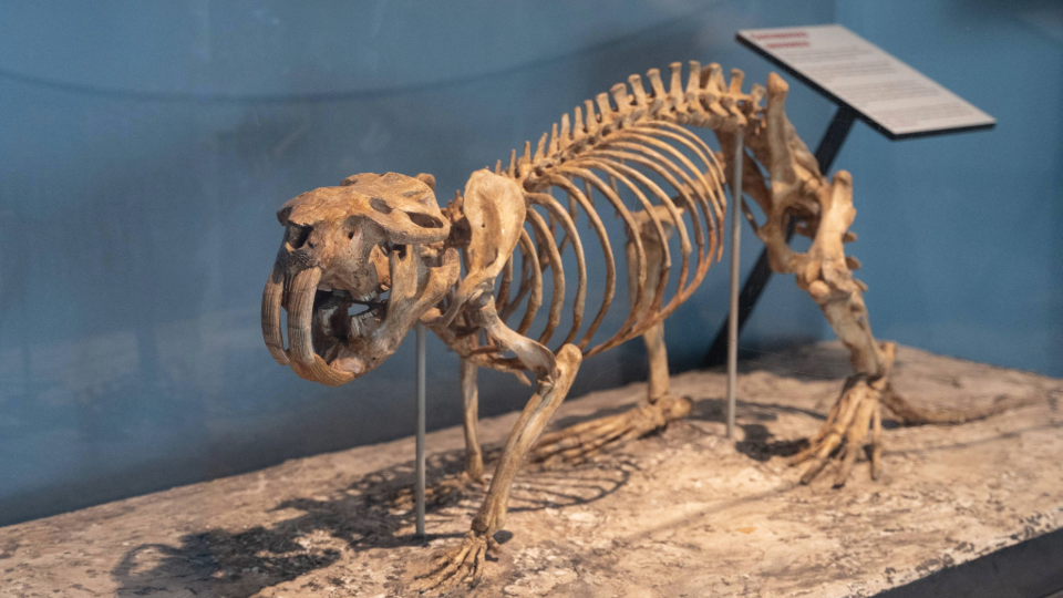 Minnesota’s Giant Beaver: A Prehistoric Legend as the State Fossil