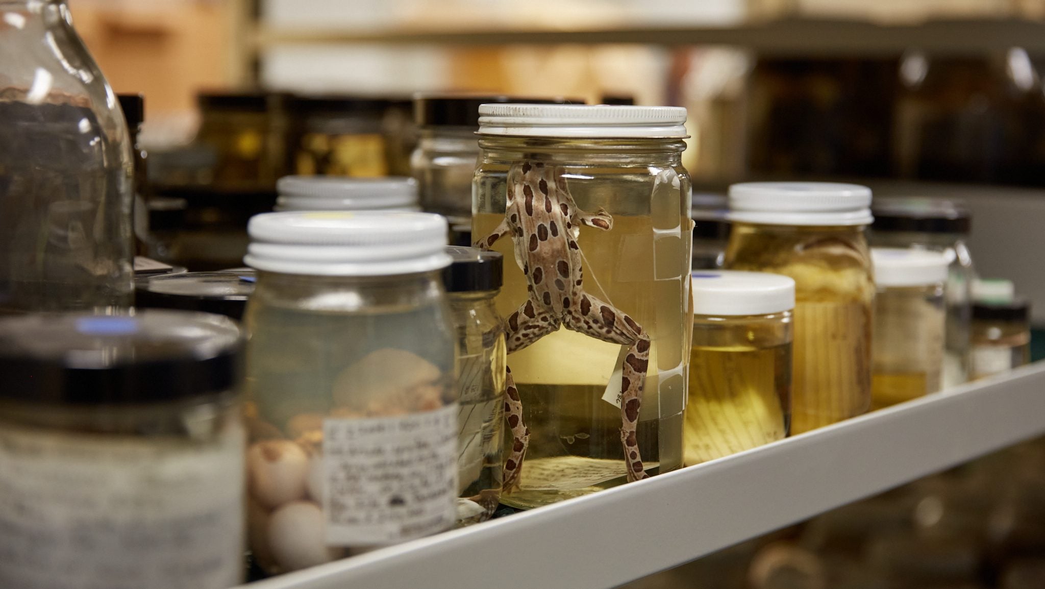 Oh No! Ethnobotany