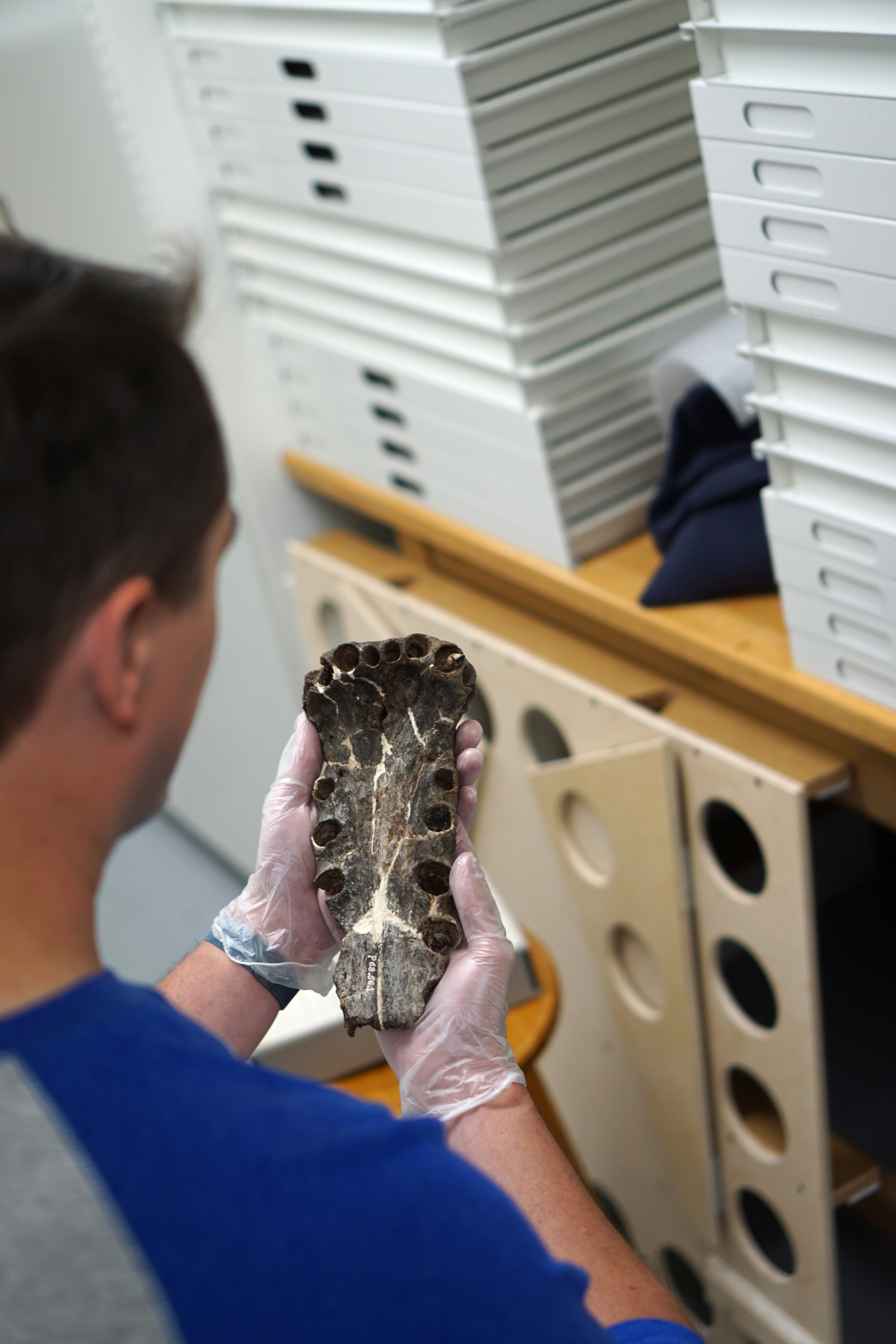 The Surprising Impact of Paleontology