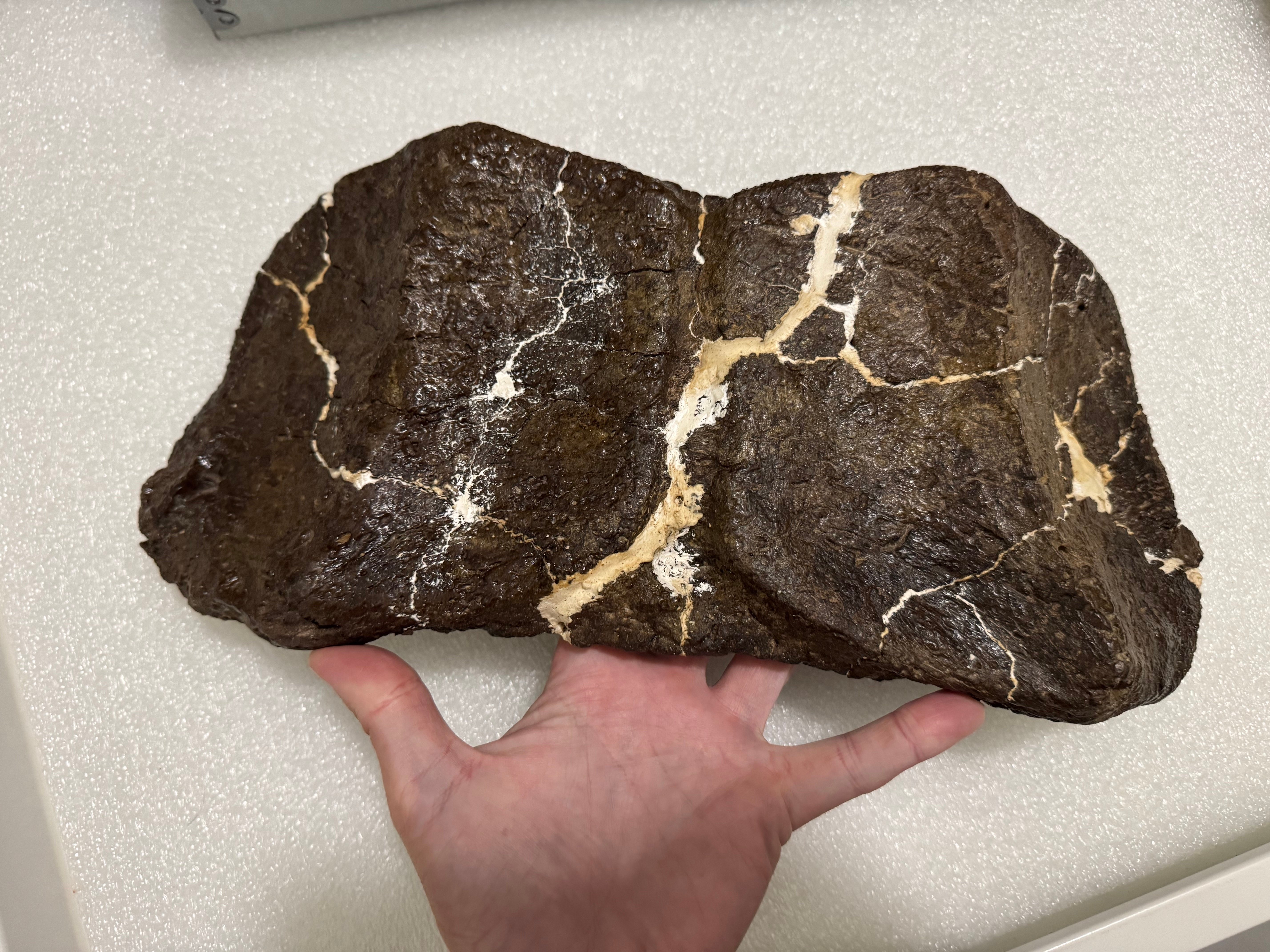 Object of the Month: Dinosaur Armor