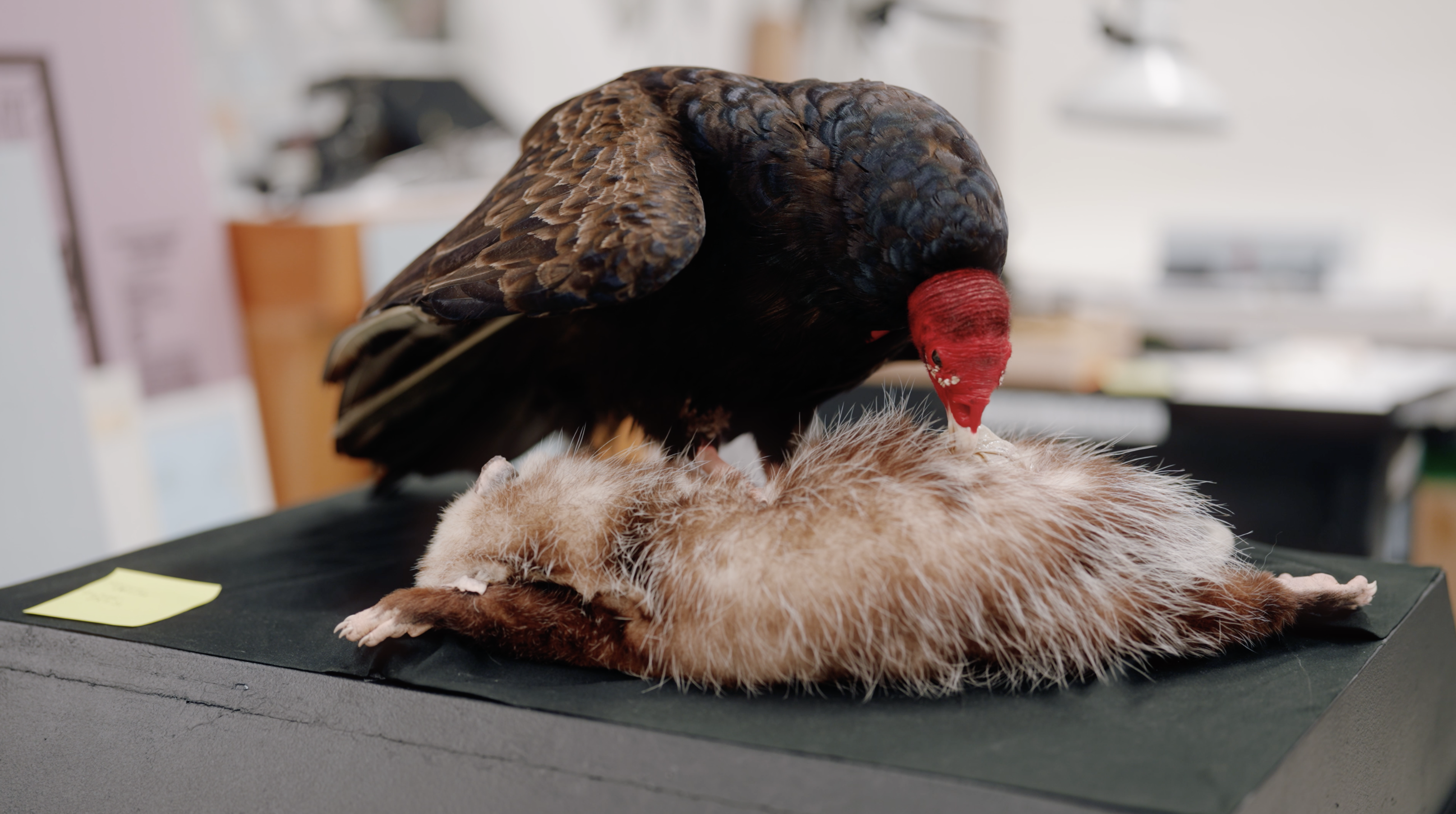 In the News: Collections Vault