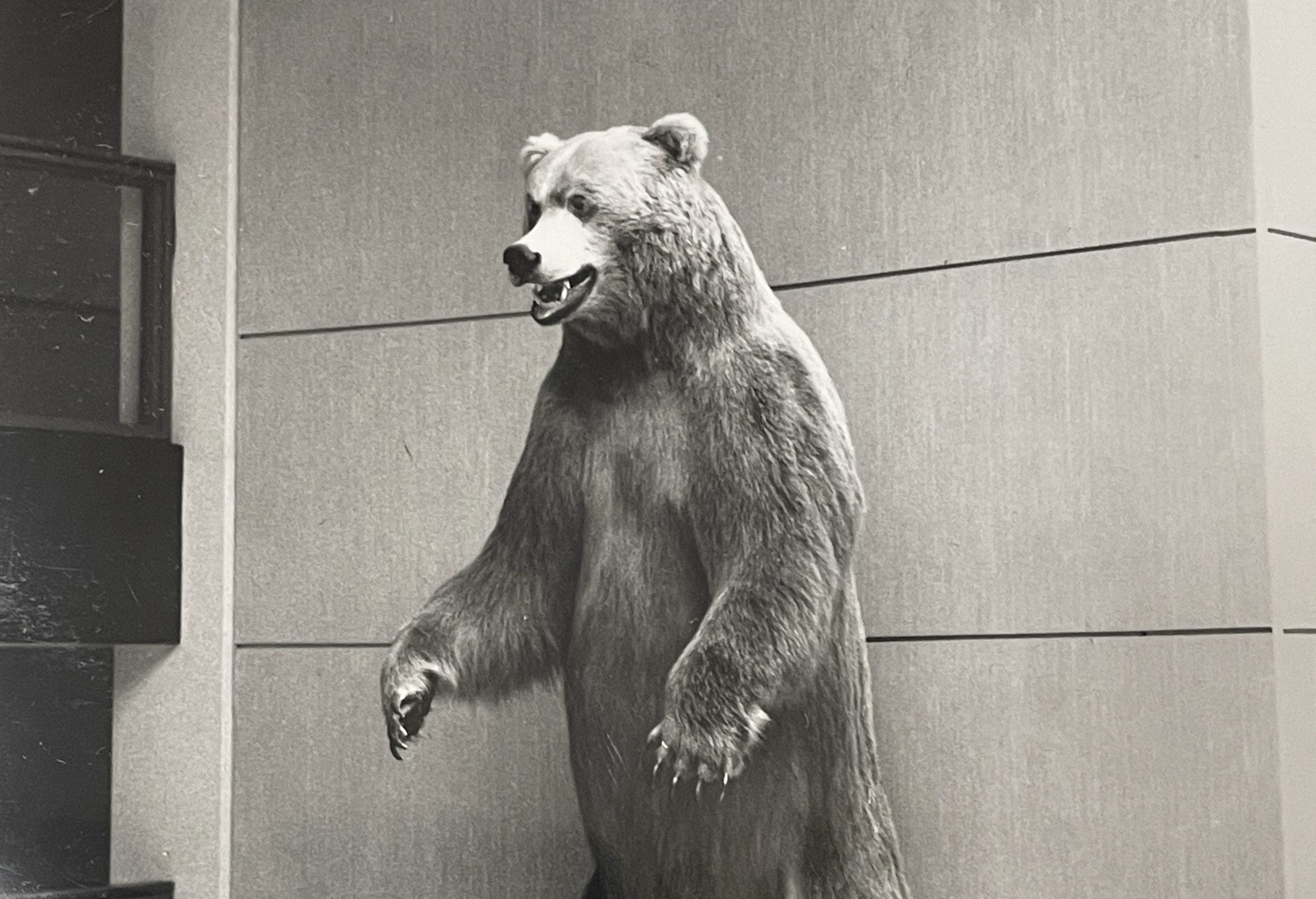 Item of the Month: Brown Bear