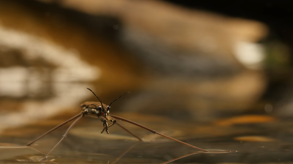 Bugging Out
