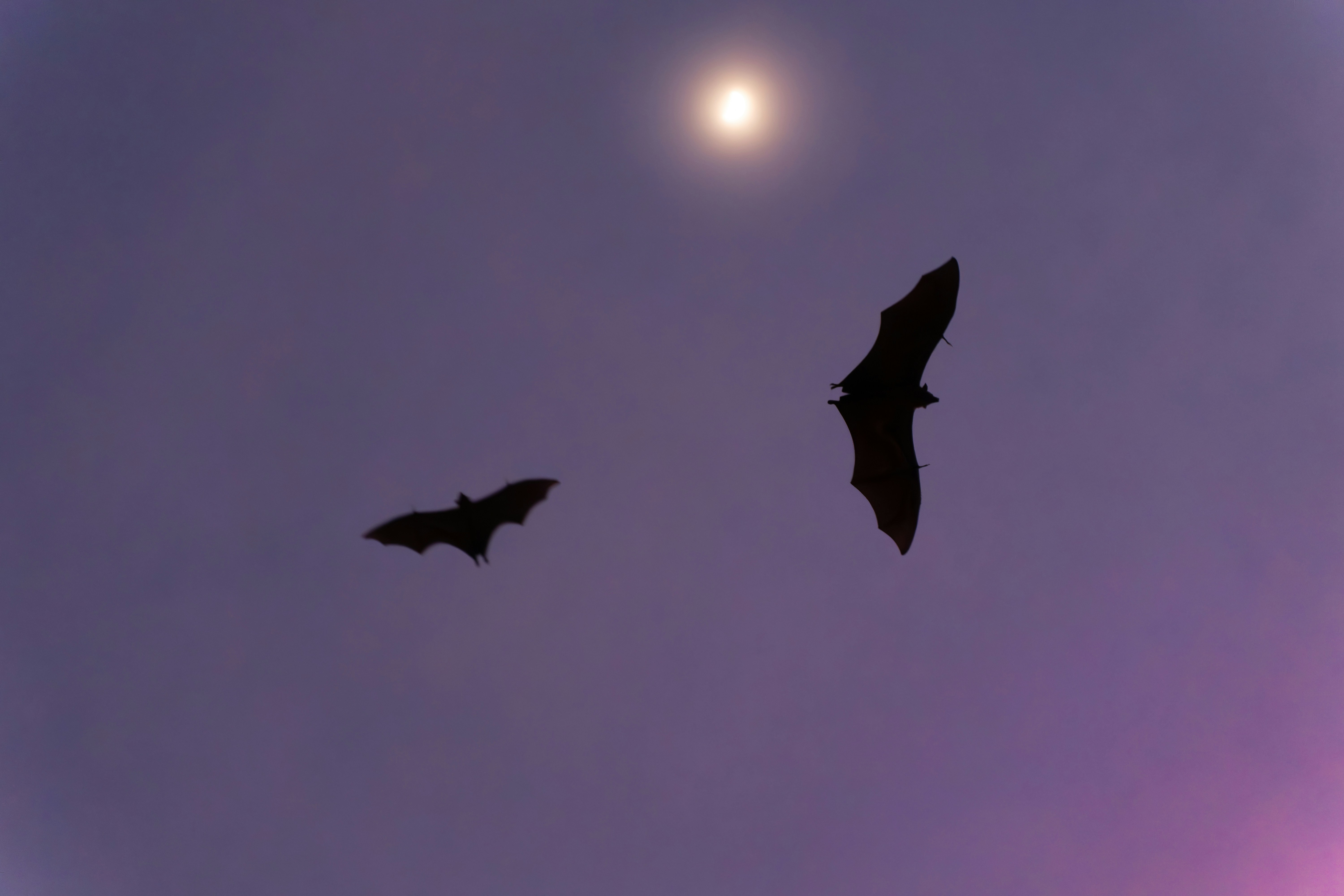 The Creepy and the Chiropteran